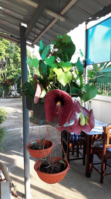 Hom Baan Chiang Mai Hotel Exterior foto